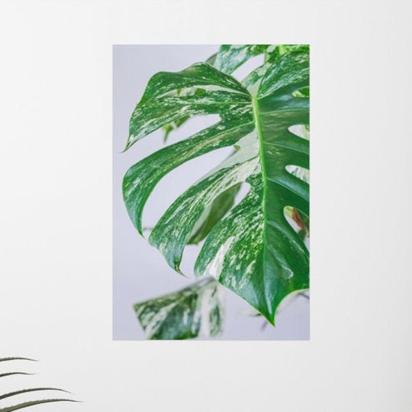 Variegated Monstera Thai Constellation - Wall Decor - Rare Plant Art Poster