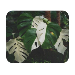 Monstera Albo Half Moon - Mouse Pad.  Variegated borsigiana plant in the garden. Computer Desk Mat. Photographic Art Mousepad.