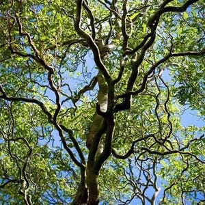 May include: A tree with twisting branches and green leaves against a blue sky. The branches are thick and gnarled, creating a unique and interesting pattern.