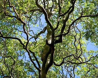 1 Corkscrew willow tree fast growing unique branches  3-4ft tall now