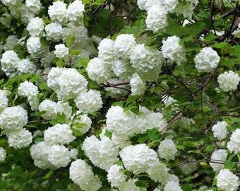 PRE-SALE shipping mid October 2 Japanese snowball bushes, easy to grow live plants 2ft tall now
