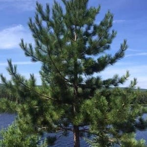 May include: A tall, green pine tree with long needles stands against a bright blue sky with scattered clouds. The tree's brown trunk is visible, and the background shows a lake and distant trees.