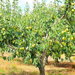 May include: A lush pear tree laden with ripe, yellow-green pears. The tree has a thick trunk and branches filled with green leaves. The pears are hanging from the branches, ready for harvest. The tree is in a field of dry grass.