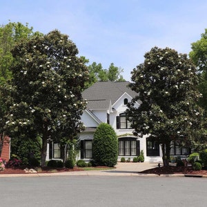 May include: A white two-story house with black shutters and a dark gray roof. Two large trees with white flowers frame the house, and a circular driveway is in front.