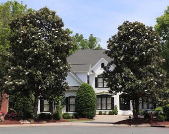 2 Southern magnolia trees fragrant blooms 2ft tall  now