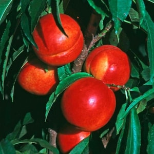May include: Close-up of ripe nectarines on a tree branch. The nectarines are a vibrant red with hints of yellow, surrounded by green leaves. The image showcases the fruit's smooth skin and natural setting.