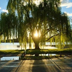 1 Weeping willow 3ft tall live tree swaying branches beautiful tree