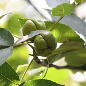 May include: Two green pecan nuts still in their husks hang from a branch on a pecan tree.