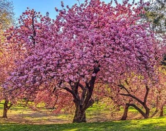 PRE-SALE will ship mid October 1 Kwanzan Cherry Blossom Tree, Deep Pink Double Blossoms, 2ft Tall