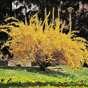 2 forsythia bushes , bright yellow flowering shrub plant now 2ft tall