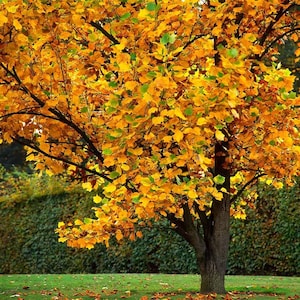 May include: A tree with a brown trunk and branches, covered in vibrant yellow and green leaves. The tree stands on a green lawn with fallen leaves, with a green hedge in the background. The image captures the essence of autumn.