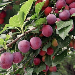American plum tree 1-2ft tall now live fruit tree ready to plant