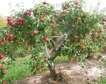 Pink lady apple trees 2ft tall live fruit tree