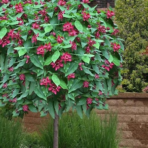 1 Sweet shrub, beautifully scented shrubs easy to grow