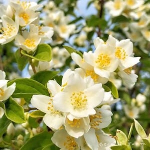 2 mock orange shrubs, beautiful fragrant flowering live plants 1ft tall now