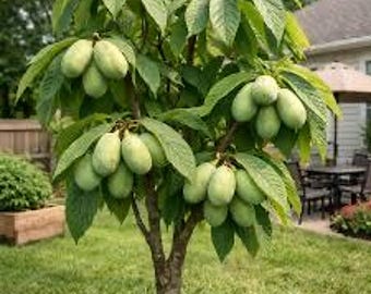 PRE-SALE will ship mid October  2 Pawpaw trees, 1-2ft tall now ready to plant live trees