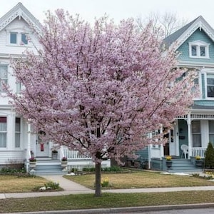 May include: A large, flowering tree with light pink blossoms in front of a white house with a porch. The tree is in full bloom, with a dense canopy of pink flowers. The house has a white exterior and a porch with a white railing.