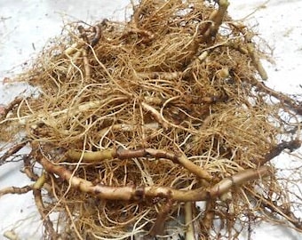 25 Wild ginger roots freshly dug and ready to plant now