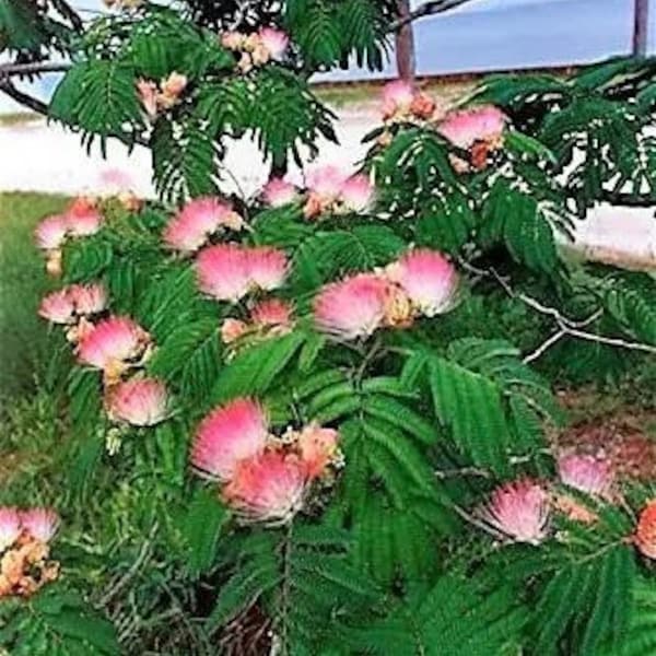 8 mimosa tree cuttings