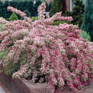 May include: A flowering bush with pink and white flowers. The bush has green leaves with white edges.