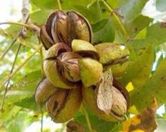 2 pecan trees 1ft tall now live trees