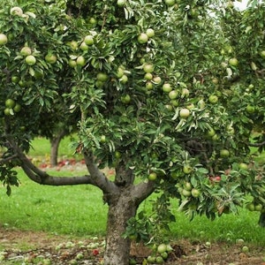 2 granny Smith apple trees self pollinating 2ft tall live tree