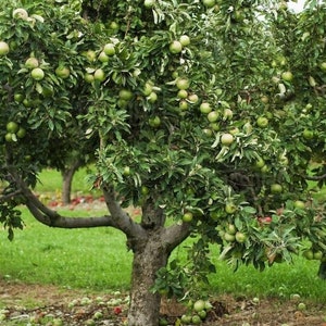 1 Granny Smith apple tree self pollinating 2ft tall live tree