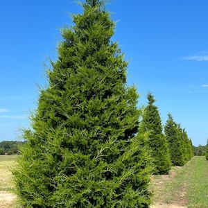 Red Cedar Tree, 6-12inches tall now, live tree evergreen