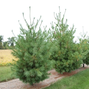 May include: A row of evergreen pine trees with green needles growing in a field. The trees are planted in a line along a gravel path.