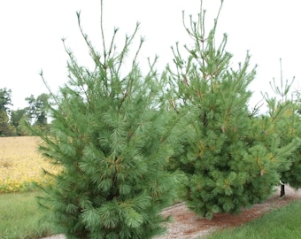 Eastern white pine tree 1-2ft tall now live evergreen tree