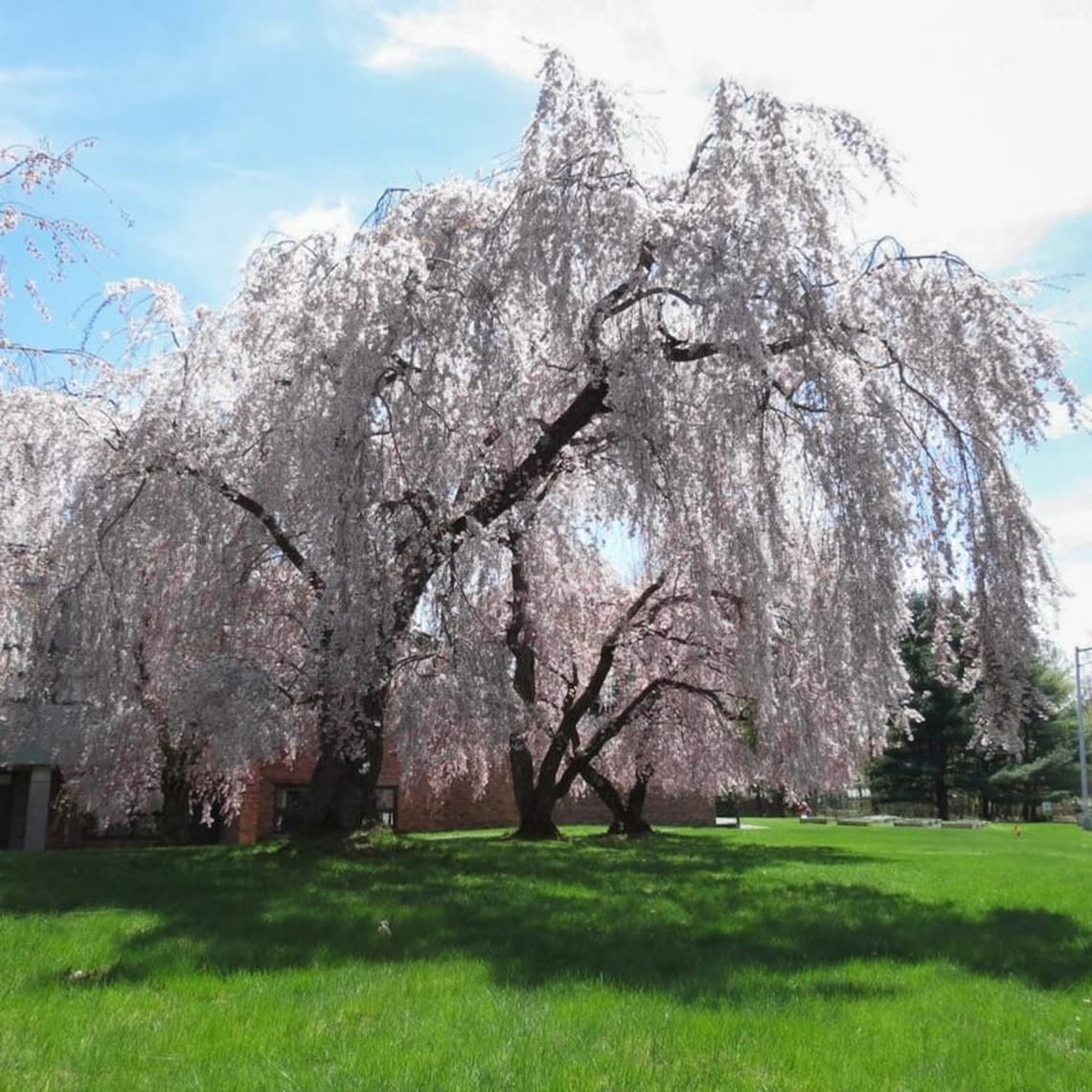 Yoshino Weeping Cherry Tree Beautiful Blossoms Fast Growing Etsy how-to-grow-and-care-for-cherry-trees-love-the-garden