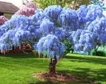 2 Blue moon Chinese wisteria trees 1ft tall now