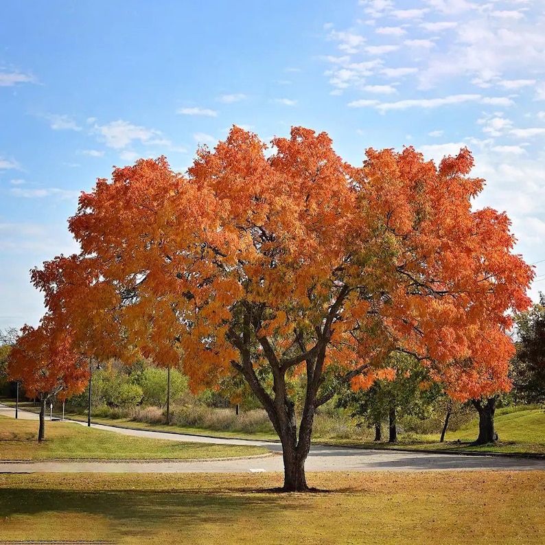 May include: A large tree with orange and yellow leaves against a blue sky with white clouds. The tree is in the center of the image and is surrounded by green grass.