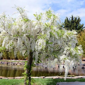 25 White Chinese Wisteria SEEDS Ready to plant now