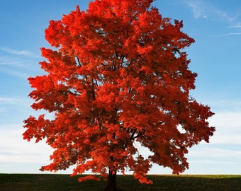 2 Red maple trees beautiful fall colors 1-2ft