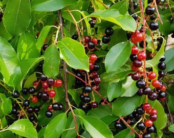 2 black cherry trees (wild)  2ft tall now