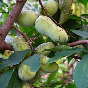 May include: Close-up of a pawpaw tree branch laden with several green, oblong fruits. The fruits have a mottled appearance and are surrounded by large, dark green leaves. The tree's brown branches are visible.
