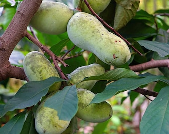 PRE SALE shipping mid October 2 Pawpaw trees (Indiana banana) 12-18 inches tall now live fruit trees