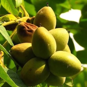 May include: A cluster of green walnuts, still attached to the tree branch, with some of the outer husks still attached.