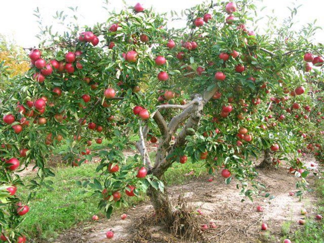 Pink Lady® Apple Tree – Grow Your Own Pink Lady Apples - PlantingTree