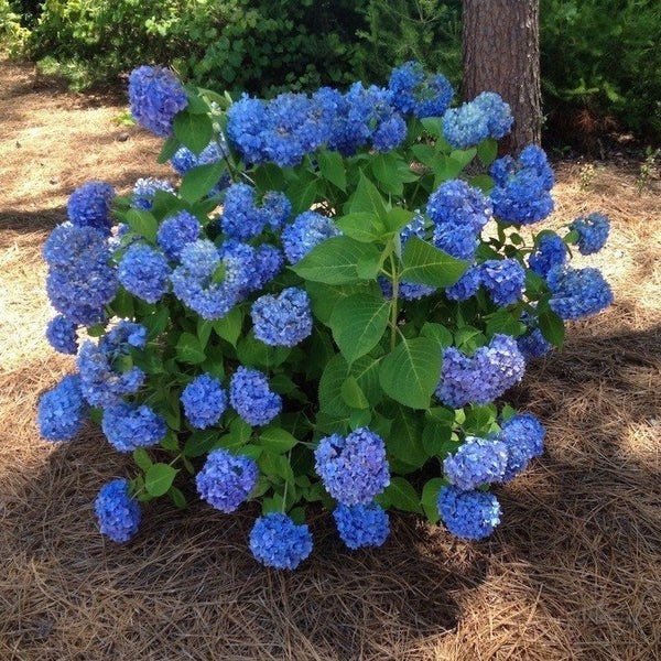 2 blue hydrangeas 1ft tall now live plants