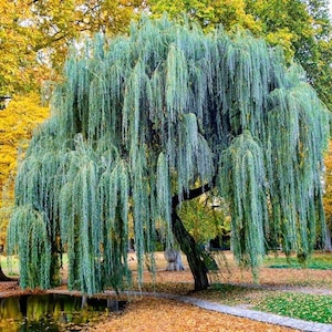 May include: A large weeping willow tree with long, cascading branches of green leaves. The tree's trunk is dark brown, and the background features yellow and green foliage, suggesting an autumn setting. A small pond is visible at the base of the tree.