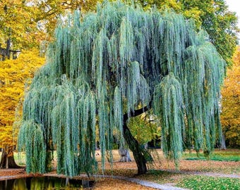 2 Weeping willow tree, 2-3ft tall now fast growing live tree
