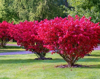 2 beautiful burning bush live plants 6 inches tall now