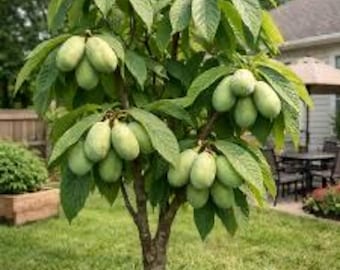 PRE-SALE will ship mid October  1 PawPaw tree, 1-2ft tall now