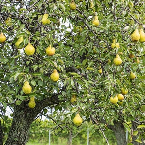 Kieffer Pear Tree, self pollinating fast growing pear tree 2ft tall now