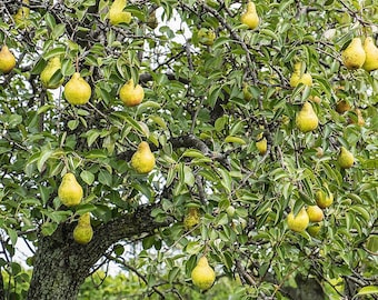 2 Kieffer Pear Trees, self pollinating fast growing pear trees 2ft tall now