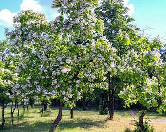1 Catalpa tree 2ft tall now live tree