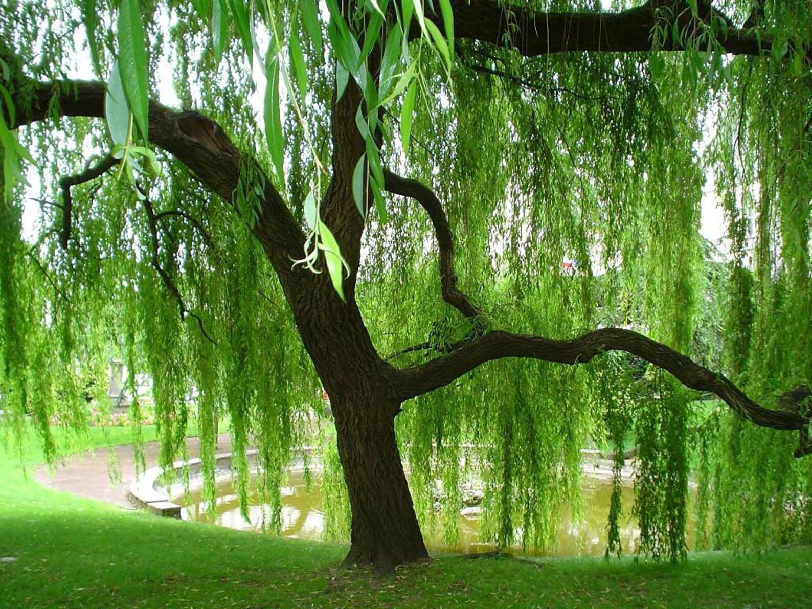 2 Weeping Willows 3ft Tall Live Trees Swaying Branches Etsy
