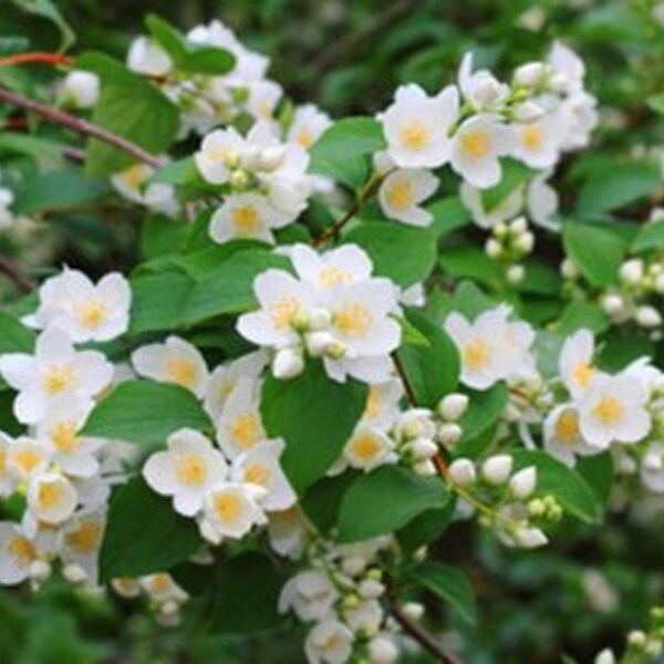 2 Mock orange shrub 1-2 ft now